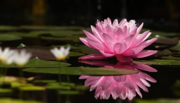 عکس نیلوفر آبی بنفش در آب برای پروفایل و پس زمینه