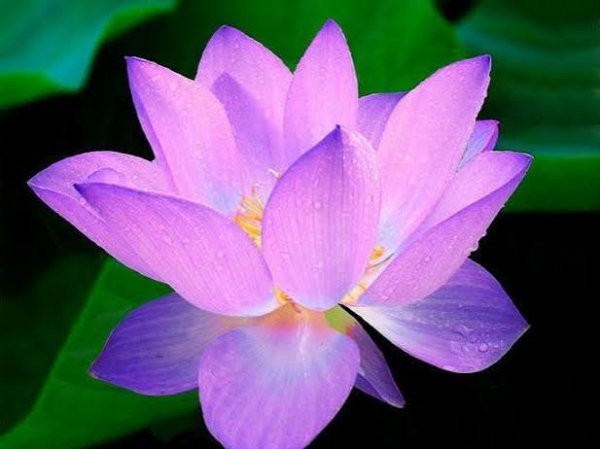  عکس نیلوفر آبی بنفش در آب برای پروفایل و پس زمینه