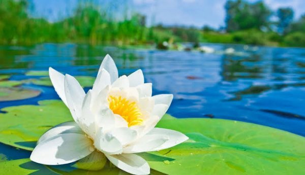  عکس نیلوفر آبی بنفش در آب برای پروفایل و پس زمینه