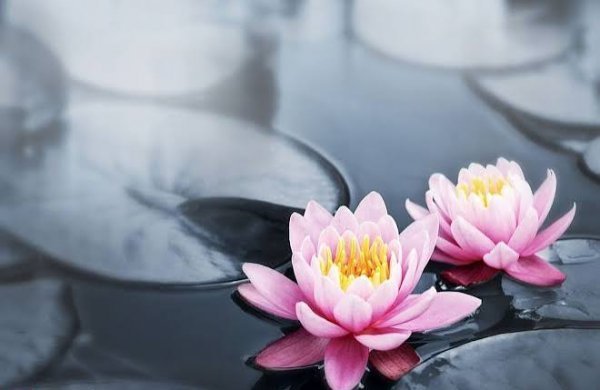  عکس نیلوفر آبی بنفش در آب برای پروفایل و پس زمینه