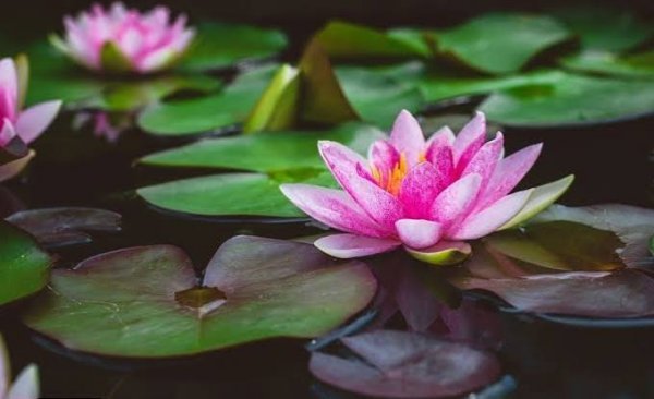  عکس نیلوفر آبی بنفش در آب برای پروفایل و پس زمینه