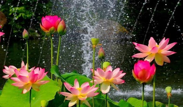  عکس نیلوفر آبی بنفش در آب برای پروفایل و پس زمینه