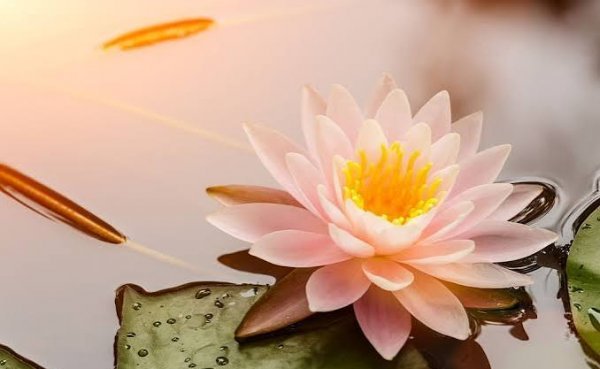  عکس نیلوفر آبی بنفش در آب برای پروفایل و پس زمینه