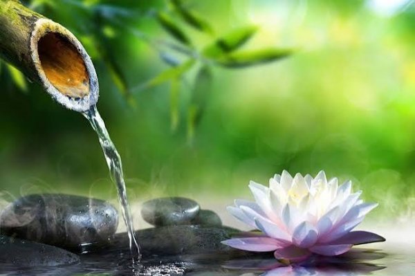  عکس نیلوفر آبی بنفش در آب برای پروفایل و پس زمینه
