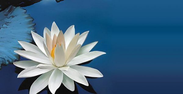  عکس نیلوفر آبی بنفش در آب برای پروفایل و پس زمینه