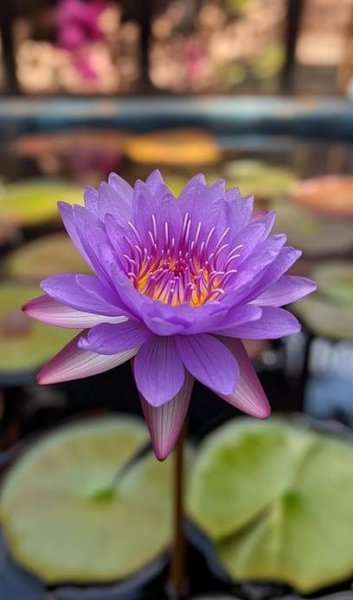  عکس نیلوفر آبی بنفش در آب برای پروفایل و پس زمینه