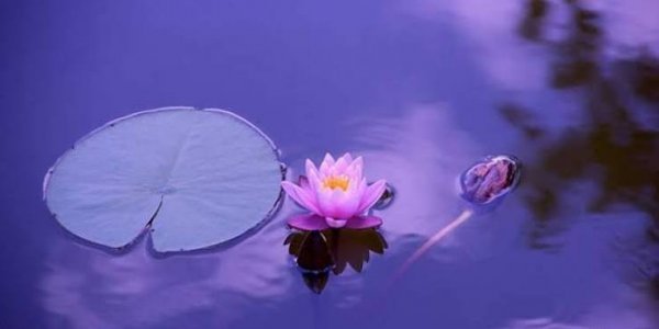  عکس نیلوفر آبی بنفش در آب برای پروفایل و پس زمینه