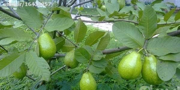  عکس زیتون محلی