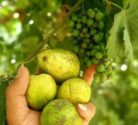  عکس زیتون محلی