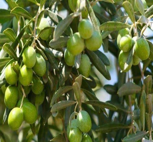  عکس زیتون محلی