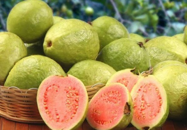  عکس زیتون محلی