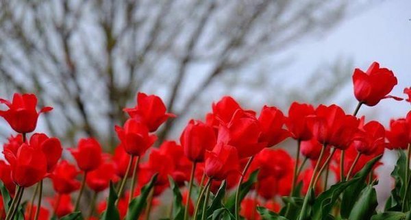  عکس زیبا از دسته گل لاله قرمز