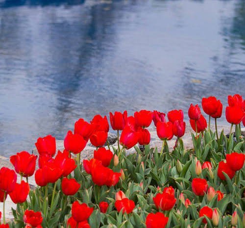  عکس زیبا از دسته گل لاله قرمز