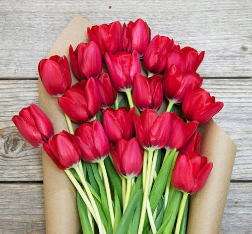  عکس زیبا از دسته گل لاله قرمز