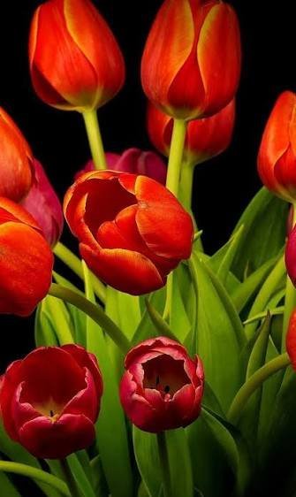  عکس زیبا از دسته گل لاله قرمز
