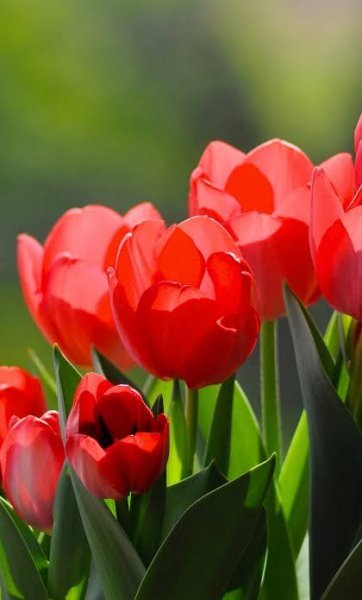 عکس زیبا از دسته گل لاله قرمز
