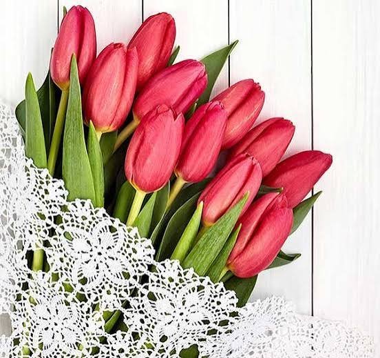  عکس زیبا از دسته گل لاله قرمز