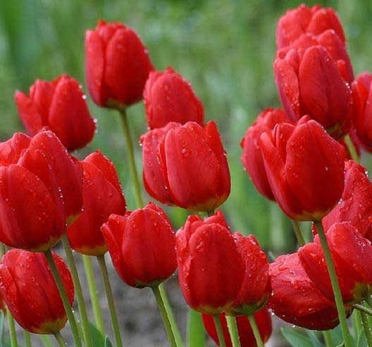  عکس زیبا از دسته گل لاله قرمز