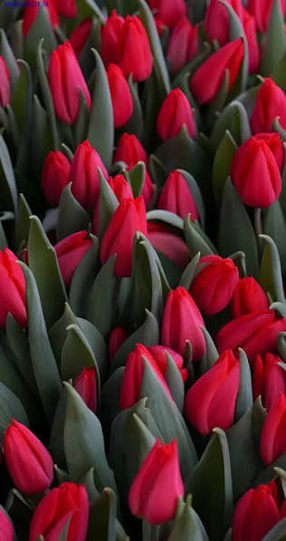  عکس زیبا از دسته گل لاله قرمز
