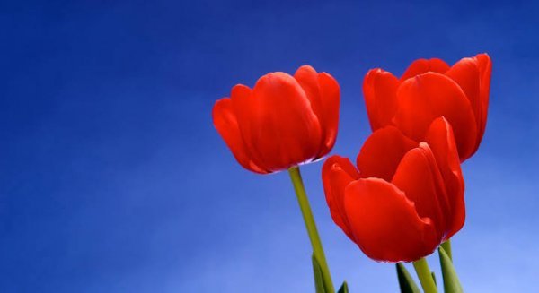  عکس گل لاله قرمز برای شهیدان
