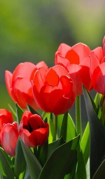  عکس گل لاله قرمز برای شهیدان