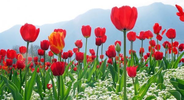  عکس گل لاله قرمز برای شهیدان