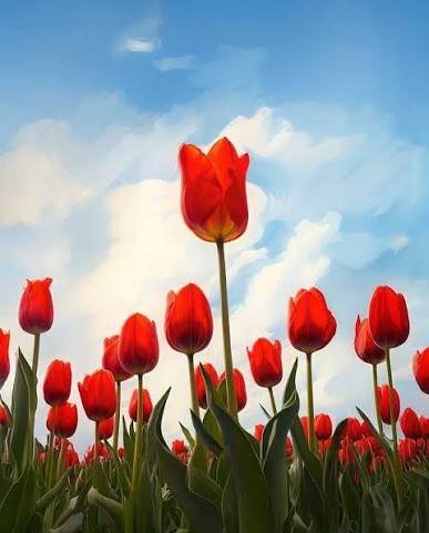  عکس گل لاله قرمز برای شهیدان