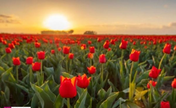  عکس گل لاله قرمز برای شهیدان