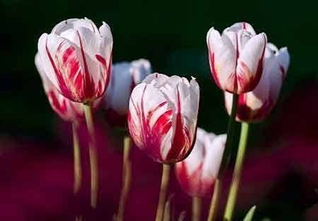  عکس گل برای شهیدان