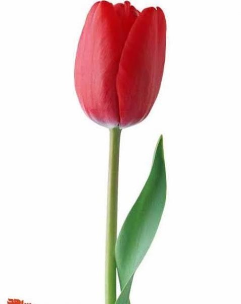  عکس گل برای شهیدان