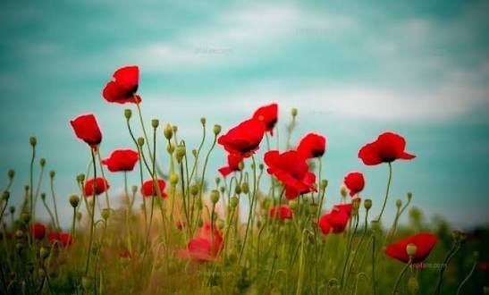  عکس گل برای شهیدان