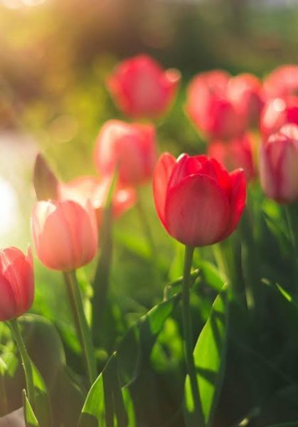 عکس گل برای شهیدان