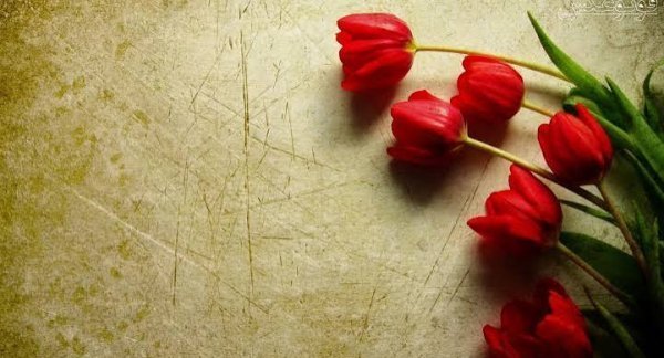  عکس گل برای شهیدان