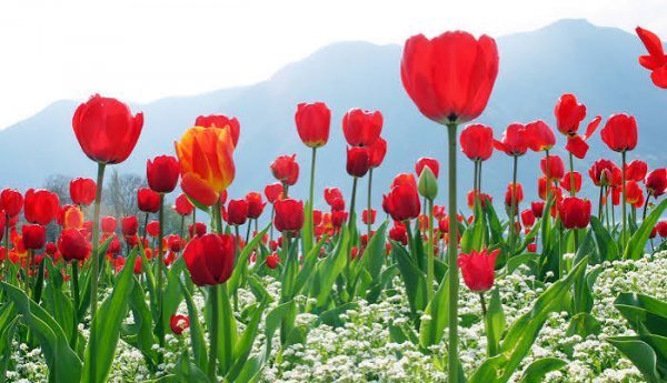  عکس گل برای شهیدان
