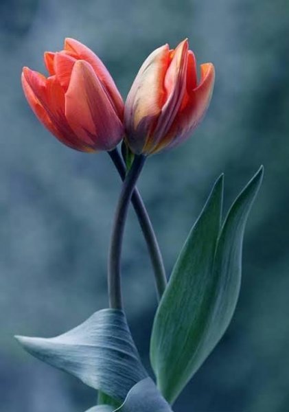  عکس گل برای شهیدان