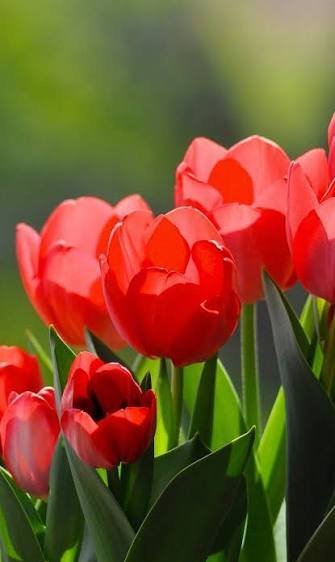  عکس گل لاله قرمز