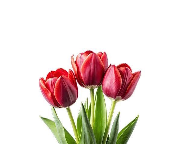  عکس گل لاله قرمز
