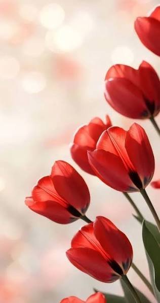  عکس گل لاله قرمز
