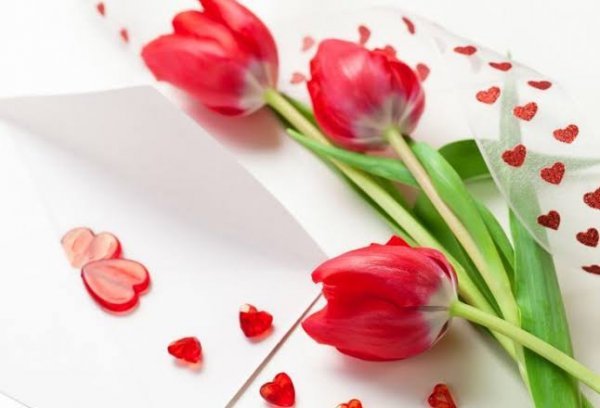  عکس گل لاله قرمز