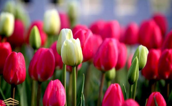  عکس گل لاله قرمز