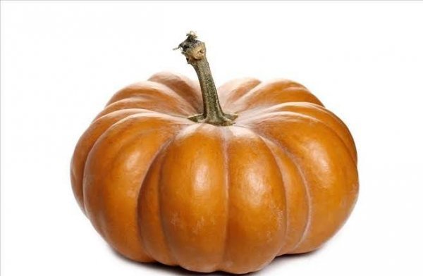  عکس کدو تنبل بزرگ
