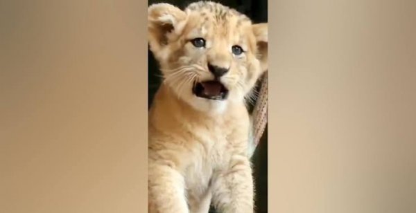 عکس بچه شیر بامزه