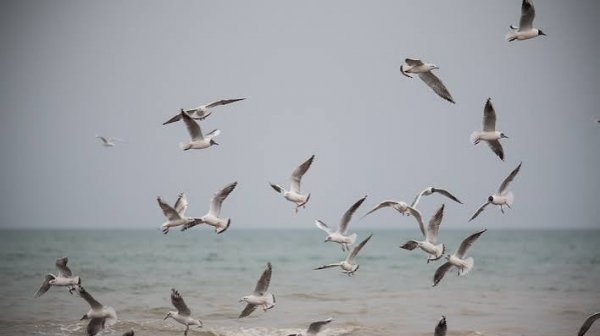  عکس زیبا از دریا و مرغان دریایی در ساحل