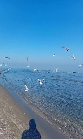  عکس زیبا از دریا و مرغان دریایی در ساحل