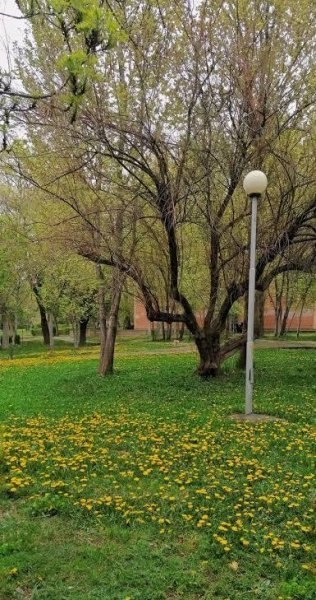  عکس جنگل بارانی با کیفیت HD