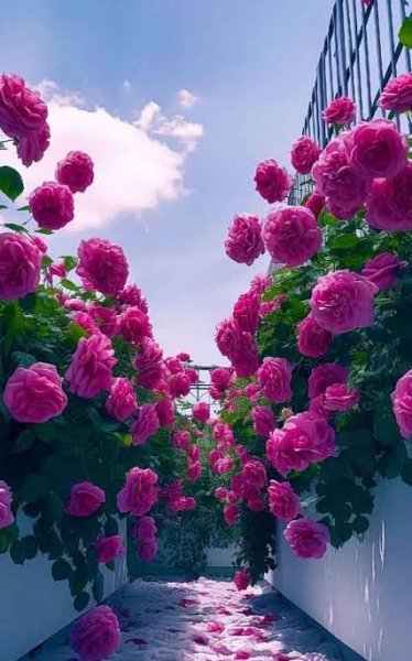  عکس زیبا از گل های صورتی با کیفیت 4K