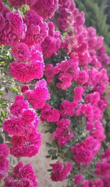  عکس زیبا از گل های صورتی با کیفیت 4K