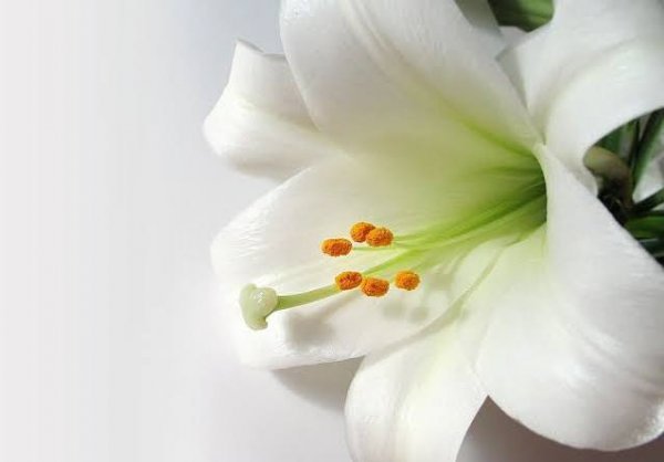 والپیپر گل لیلیوم