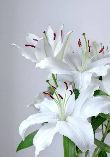  والپیپر گل لیلیوم