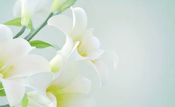  والپیپر گل لیلیوم